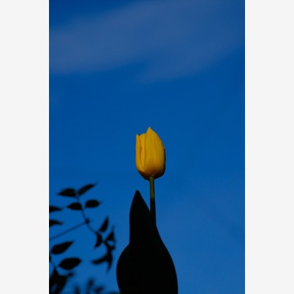 KotobukiPhotosが撮影した「:albumName」の写真