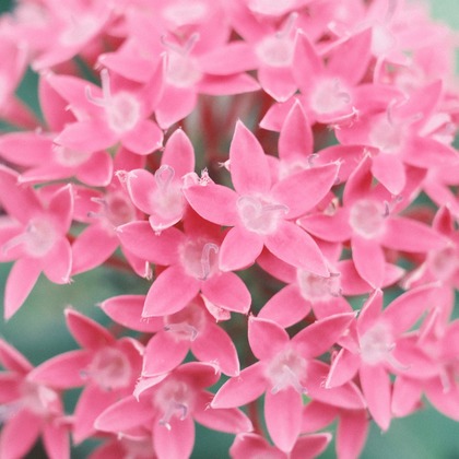 岡村公平が撮影した商品/物撮りの写真