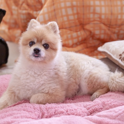 レオン・スナップサービスが撮影したその他の写真