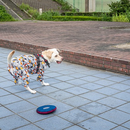 吉田佳央が撮影した「:albumName」の写真