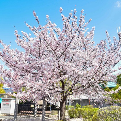 Bus Driver Photo NAKAMOTOが撮影した「:albumName」の写真