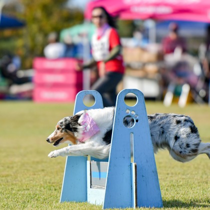 スタジオファンタスが撮影した「:albumName」の写真