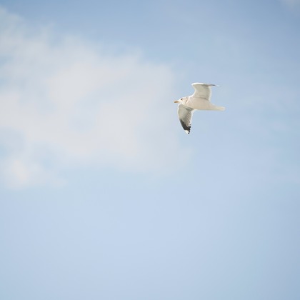 Tak Ogawa photographerが撮影したイベント/スナップ撮影の写真