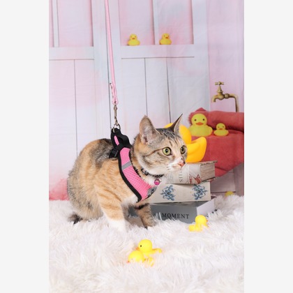 WithshopJapanが撮影した「ペット撮影」の写真