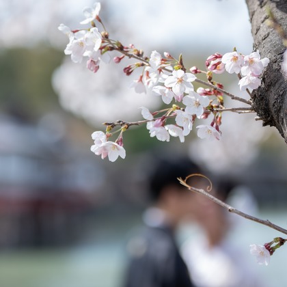 Photo of Kyoto　Prewedding photo with cherryblossom taken by saruco(Hisashi Iwasaki)