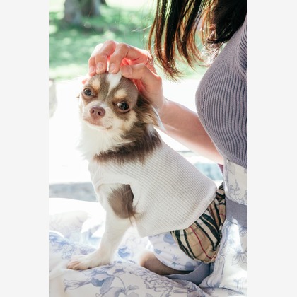 ポートレート沖縄が撮影した「ペット撮影」の写真