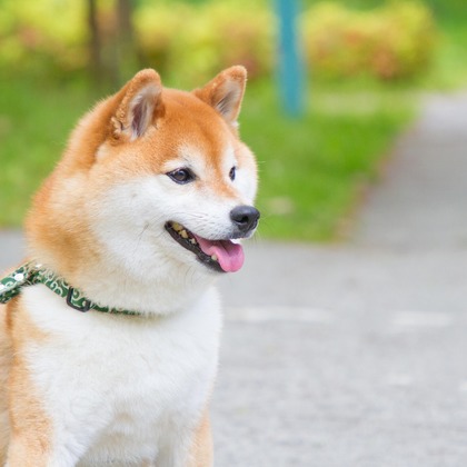 インスタントソイ合同会社　井上泰徳が撮影したウェディングや家族、ビジネスの写真