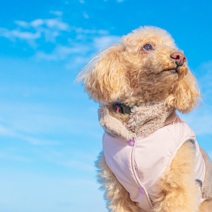 高木勇斗が撮影したイベント/スナップ撮影の写真