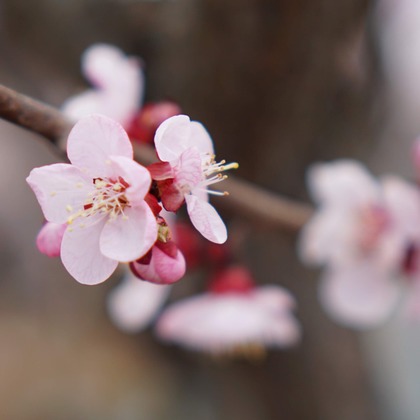 出張撮影のメモリーズが撮影した「:albumName」の写真