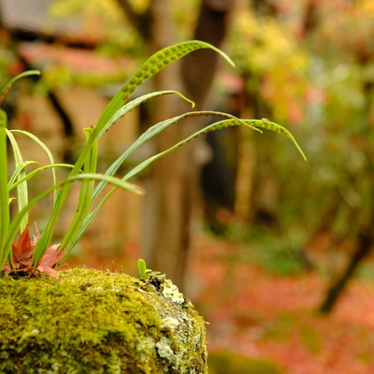 KotobukiPhotosが撮影した「:albumName」の写真