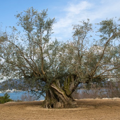 Tak Ogawa photographerが撮影したイベント/スナップ撮影の写真
