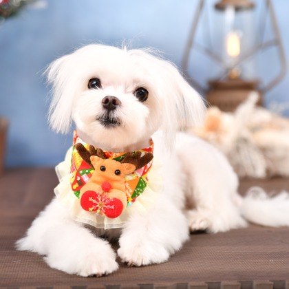 Photo la feliceが撮影した「Photo la felice」の写真