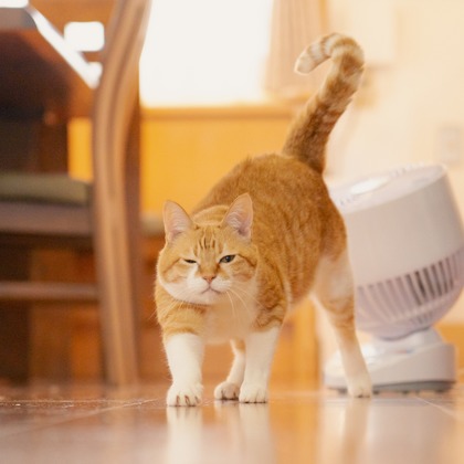 blankが撮影した料理撮影/商品/物撮りの写真