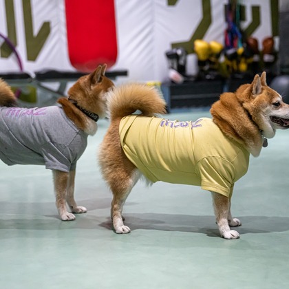 吉田佳央が撮影した「DOG SHOOTING」の写真