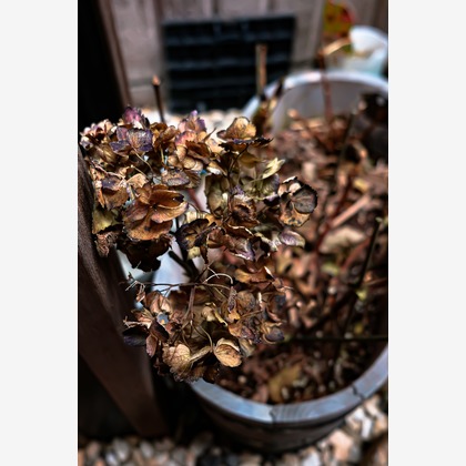 KotobukiPhotosが撮影した「:albumName」の写真