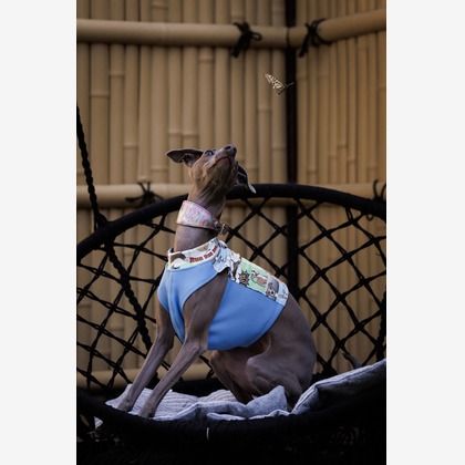 猫田晃広が出張撮影した犬の服, ペット, 犬などが写った「わんちゃん撮影」の家族写真