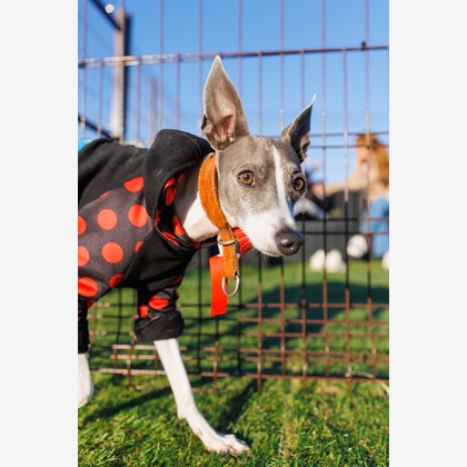 T.Matsumuraが撮影したイベント/スナップ撮影の写真