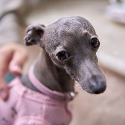 Actが撮影した「:albumName」の写真