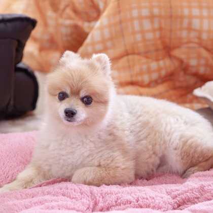 レオン・スナップサービスが撮影したその他の写真