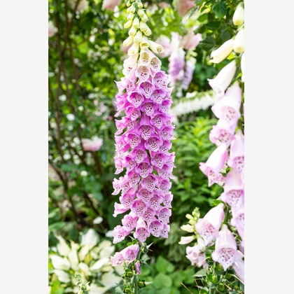 オフィス 芦野が撮影した「:albumName」の写真