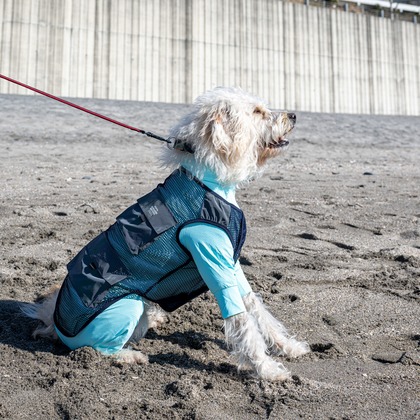 吉田佳央が撮影した「DOG SHOOTING」の写真