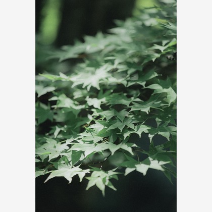 森本海斗が撮影した「:albumName」の写真