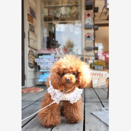 Photographer  Tomoが撮影したウェディングや家族、ビジネスの写真