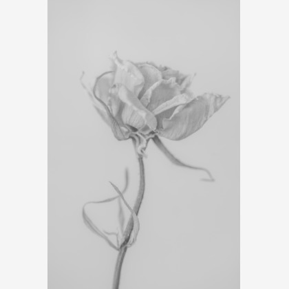 NOJYO高木俊幸写真事務所が撮影した「:albumName」の写真