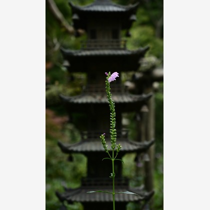 あまかど スタジオが撮影したその他の写真