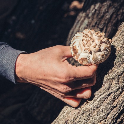 studio cactusが撮影した商品/物撮りの写真