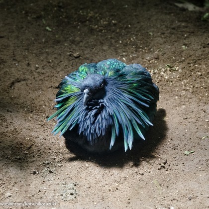 Katsuhiko Suzukiが撮影した「:albumName」の写真