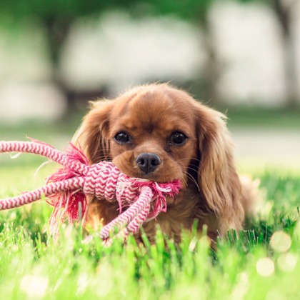 CREATIVE HOUSEが出張撮影した肝臓, 犬の供給, 子鹿などが写った「ペット写真の出張撮影」の家族写真