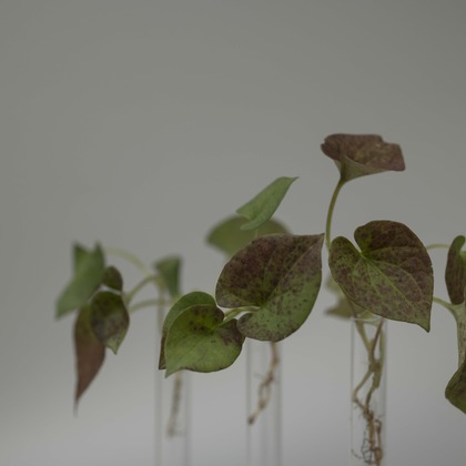 アオスタジオが撮影した「:albumName」の写真