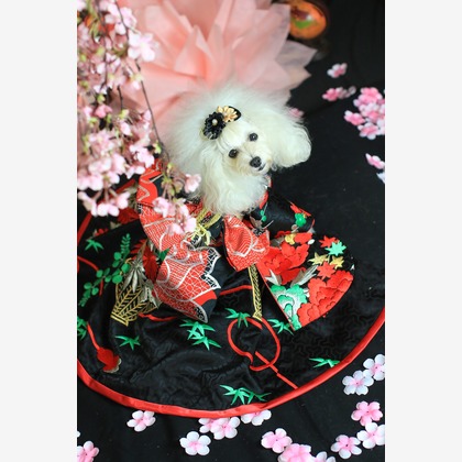 高橋 透（Coo&Sea STUDIO代表）が出張撮影した「お正月撮影会2020@新横浜Coo&Sea STUDIO」の家族写真