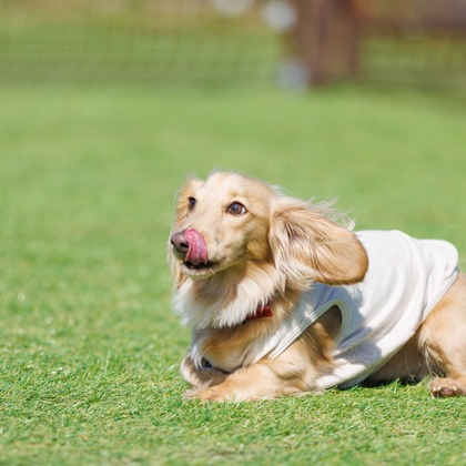 T.Matsumuraが撮影したイベント/スナップ撮影の写真