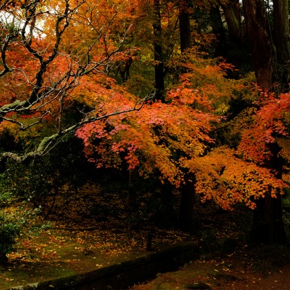 KotobukiPhotosが撮影した「:albumName」の写真