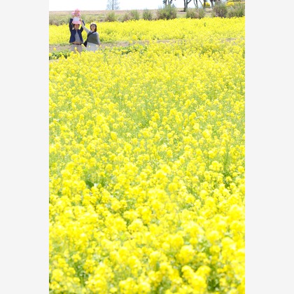 今西健二が撮影した結婚式撮影の写真