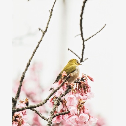 Aoshima Photographyが撮影した「Black Fly's Sunglasses」の写真
