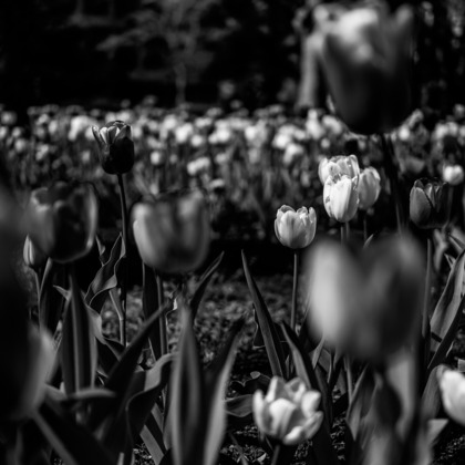 堀内 陽希が撮影したイベント/スナップ撮影の写真