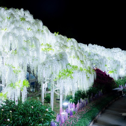 Create 4 Uが撮影した「:albumName」の写真