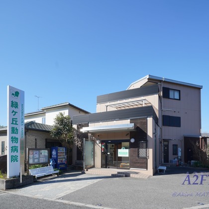 A2FT.jpフォトグラファーまつもとあきらが撮影したウェディングや家族、ビジネスの写真