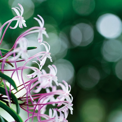 Herbest Productsが撮影したウェディングや家族、ビジネスの写真