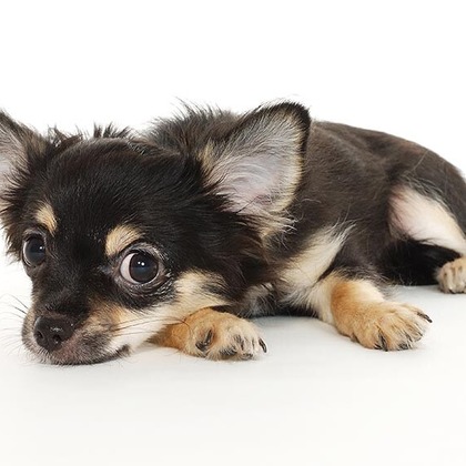 有限会社スタジオホリデーが撮影した「:albumName」の写真