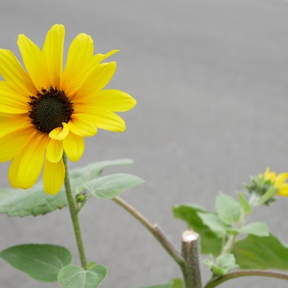 加藤が出張撮影した「下書き」の家族写真