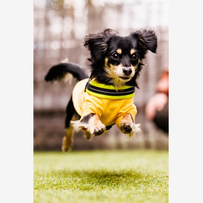 猫田晃広が撮影したその他の写真