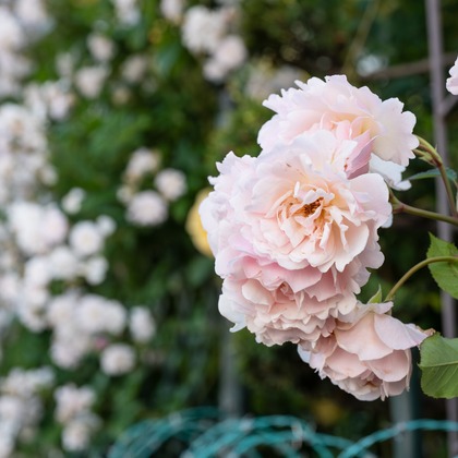 オフィス 芦野が撮影したウェディングや家族、ビジネスの写真