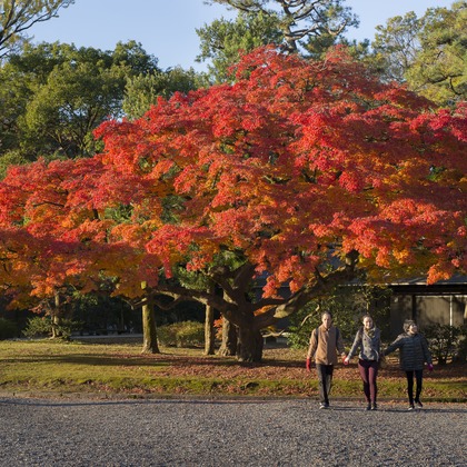 Fotocrossが出張撮影した食べるとホッとする料理, 下鴨神社, 食器が写った家族写真の出張撮影/旅行先の記念撮影の写真