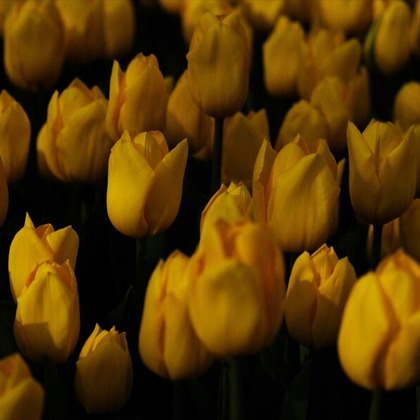 KotobukiPhotosが撮影した「:albumName」の写真