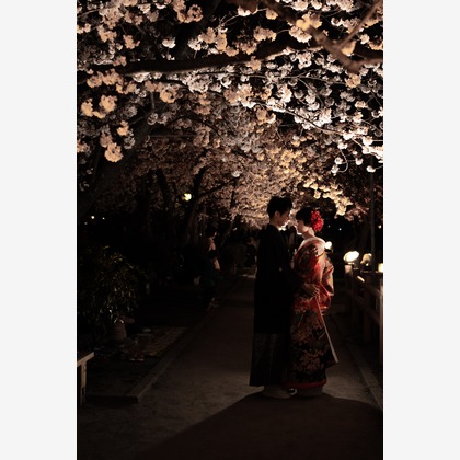 Photo of Kyoto　Prewedding photo with cherryblossom taken by saruco(Hisashi Iwasaki)