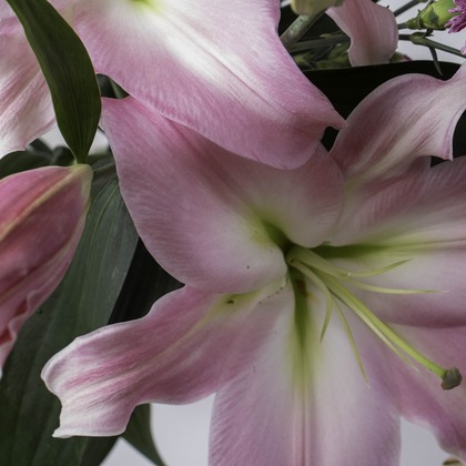 ミヤタカズコが撮影した「:albumName」の写真